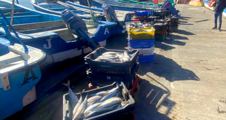 robo jurel lota coronel