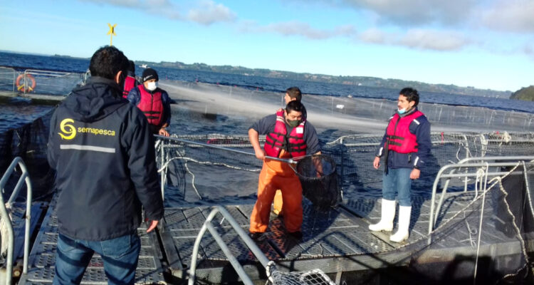 salmones en lago llanquihue sernapesca inicia formulación de denuncias