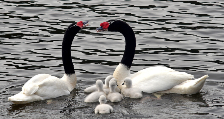 Aumento cisnes de cuello negro en Valdivia