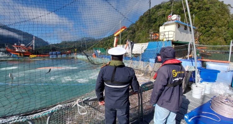 Muerte masiva de salmones en dos centros de cultivo de los lagos