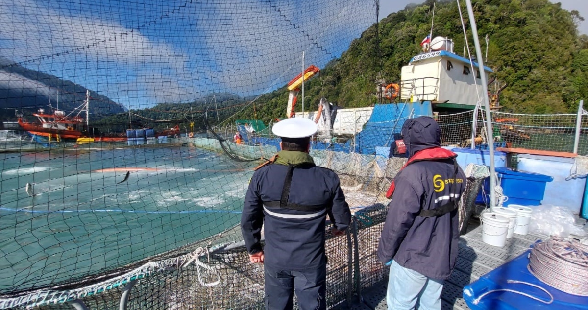 Muerte masiva de salmones en dos centros de cultivo de los lagos