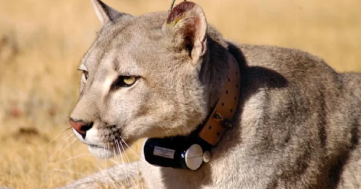 puma