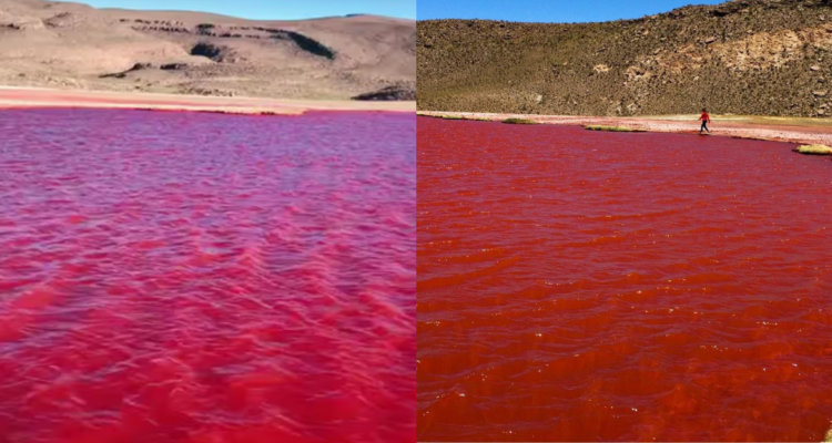 ¿El Nilo se tiñó de rojo? Explicación a video viral que anunciaba “profecía” estaría en laguna chilena