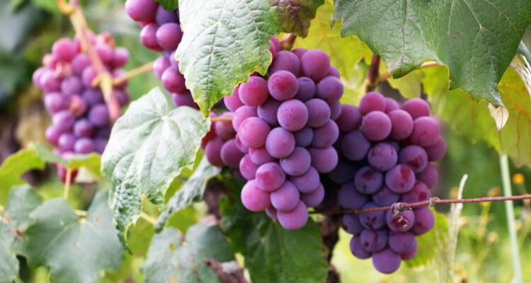 Chilenos desarrollan papel “bioactivo” que extiende la vida de las frutas: funcionó en uvas y manzanas