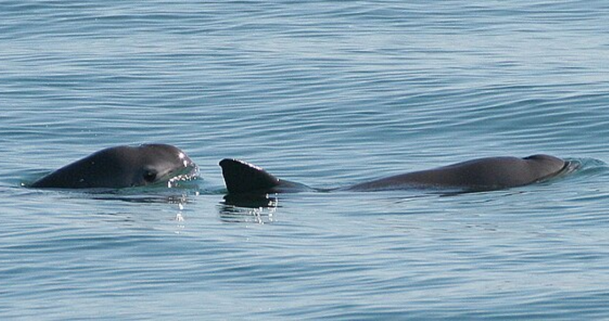 Quedan solo 10 vaquitas marinas en el mundo: ¿Qué se sabe de este mamífero al borde de la extinción?