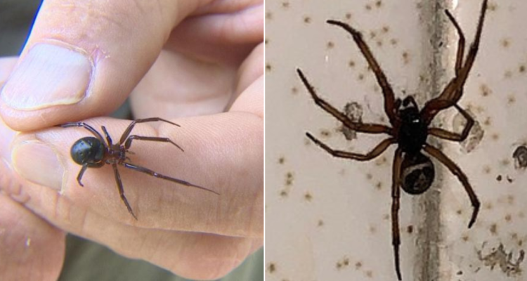 Arañas actividad en Chile