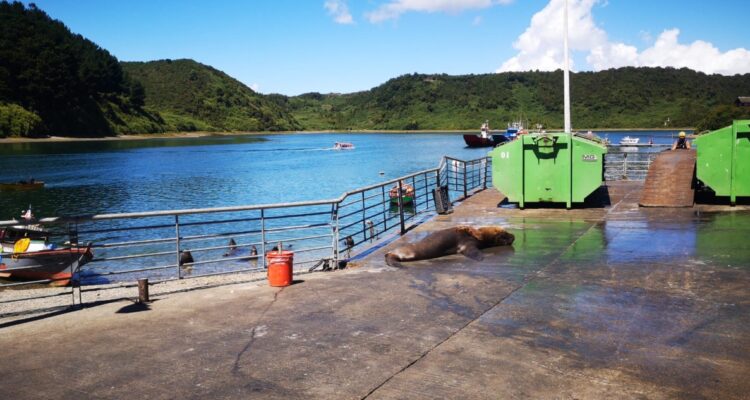 Lobo marino ataca a hombre cuando iba a botar basura en Puerto Montt