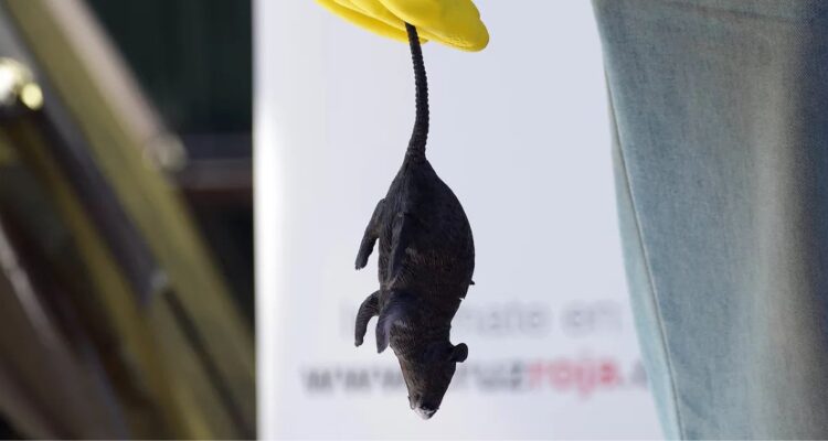 Tras incendios forestales: hantavirus registra aumento del 100% respecto al año pasado en el Bío Bío