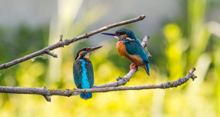 Se duplican las estimaciones: los humanos han extinguido a más de 1.400 especies de aves del planeta