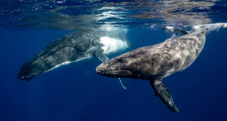Científicos logran la primera conversación entre humanos y ballenas: “Son extremadamente inteligentes”