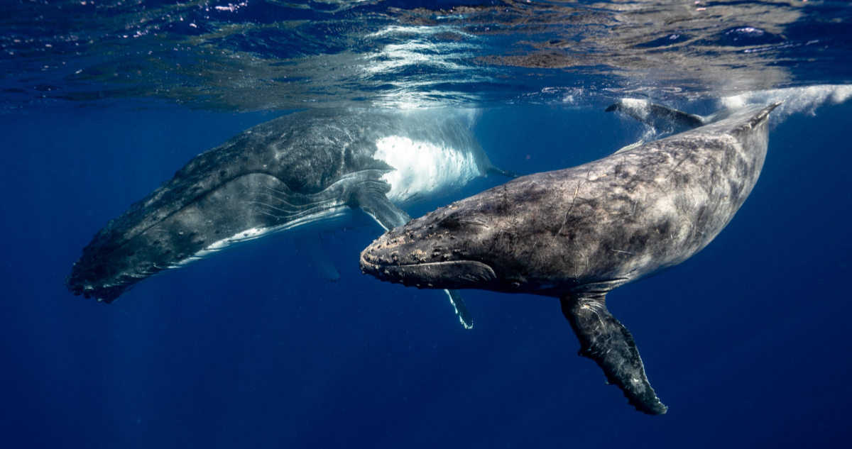 Científicos logran la primera conversación entre humanos y ballenas: “Son extremadamente inteligentes”