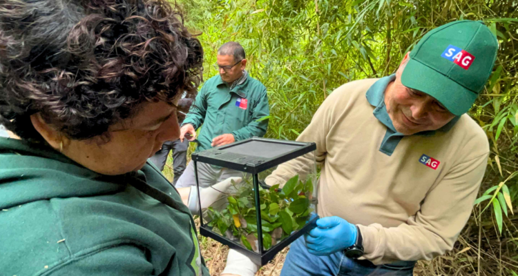 Reinsertan a monitos del monte en Campus Naturaleza UdeC tras cuidados especiales por incendios