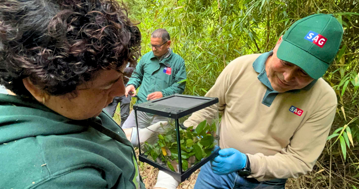 Reinsertan a monitos del monte en Campus Naturaleza UdeC tras cuidados especiales por incendios