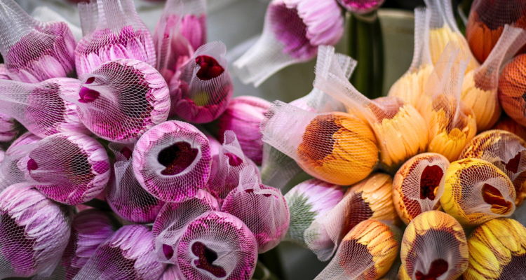 Intensifican inspección a flores de exportación en Osorno con destino a Países Bajos, EE.UU y China