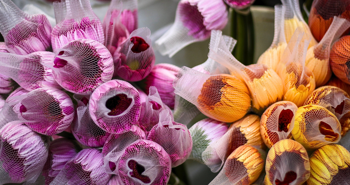 Intensifican inspección a flores de exportación en Osorno con destino a Países Bajos, EE.UU y China