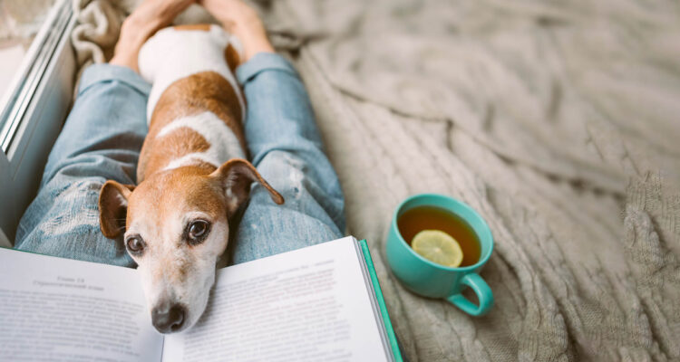 Pueden ser una fuente de felicidad: conoce los beneficios de tener un perro en tu hogar