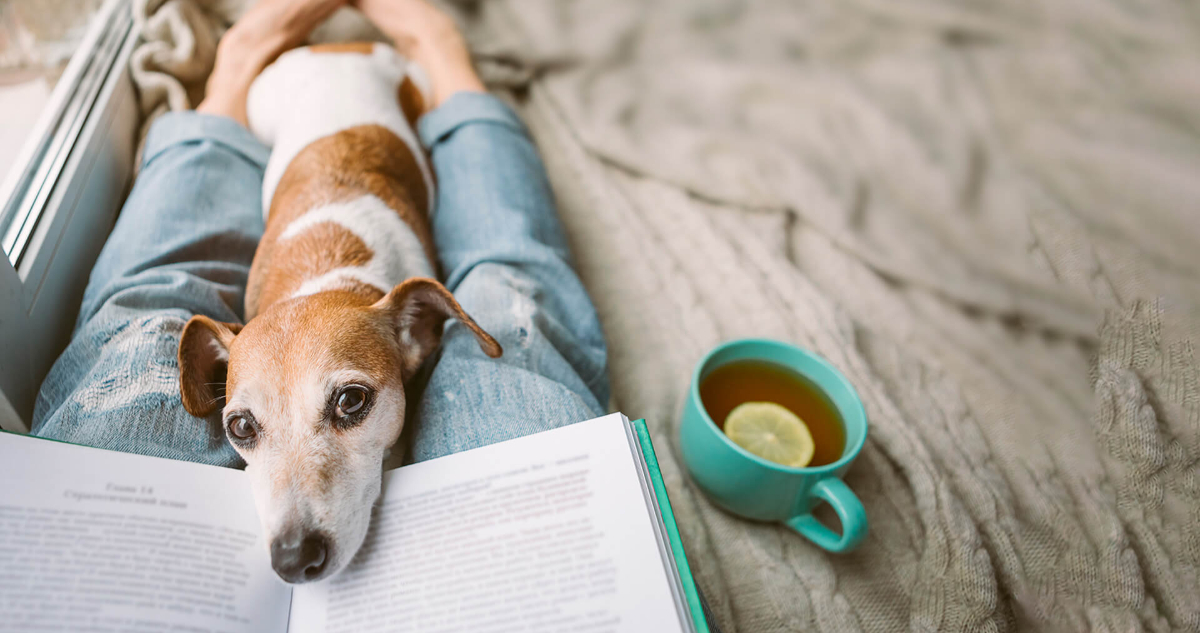 Pueden ser una fuente de felicidad: conoce los beneficios de tener un perro en tu hogar