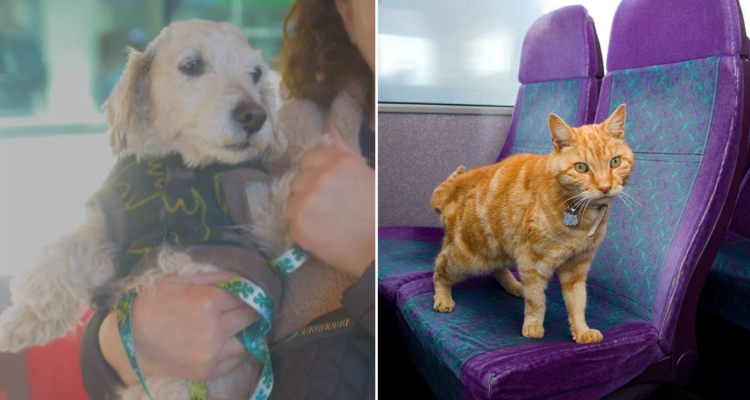 Servicio para viajar con mascotas en bus