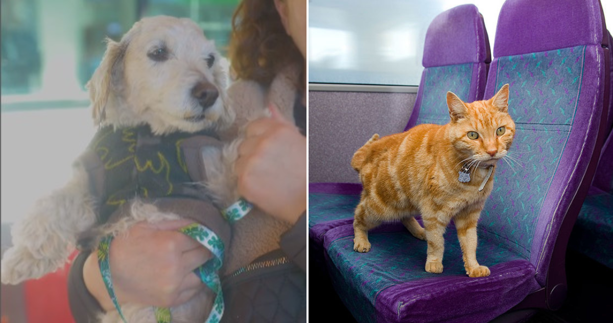 Servicio para viajar con mascotas en bus