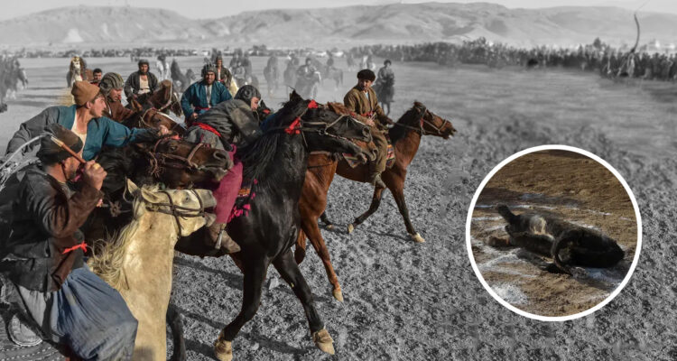 buzkashi