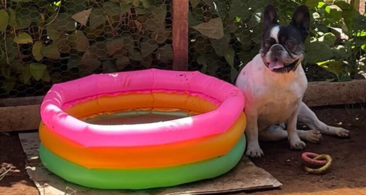 Cuáles son las razas de perros más propensas a un golpe de calor o sock térmico por altas temperaturas y ola de calor y cómo cuidar a tus mascotas.