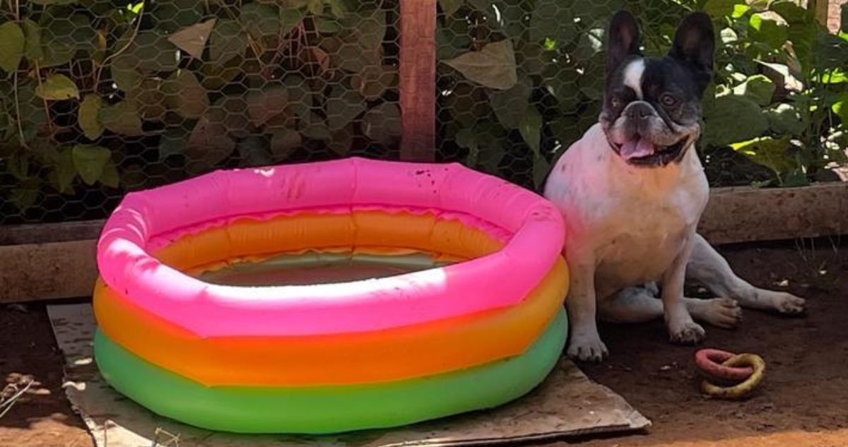 Cuáles son las razas de perros más propensas a un golpe de calor o sock térmico por altas temperaturas y ola de calor y cómo cuidar a tus mascotas.
