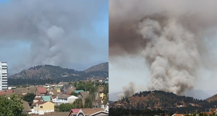 Incendio forestal de rápida propagación afecta a Viña del Mar: 15 hectáreas han sido arrasadas