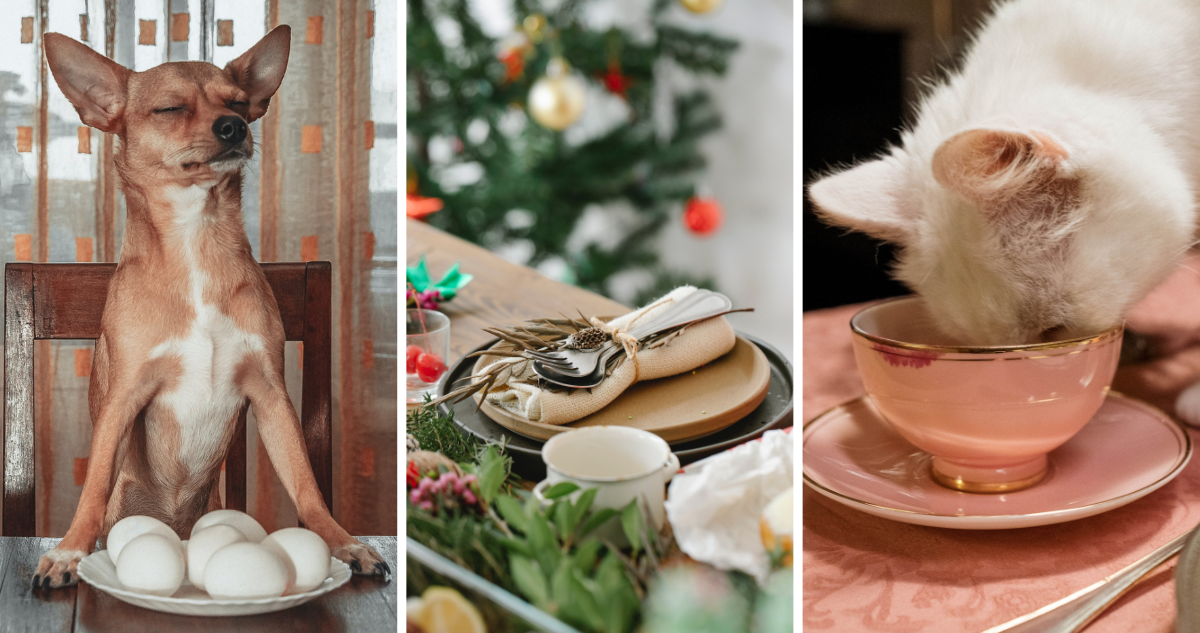 Si es tu mejor amigo, inclúyelo en la cena: 4 recetas navideñas aptas para tu perro o gato