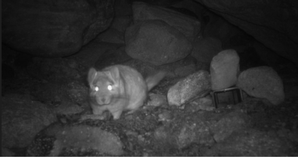 Chinchilla de cola corta en Atacama
