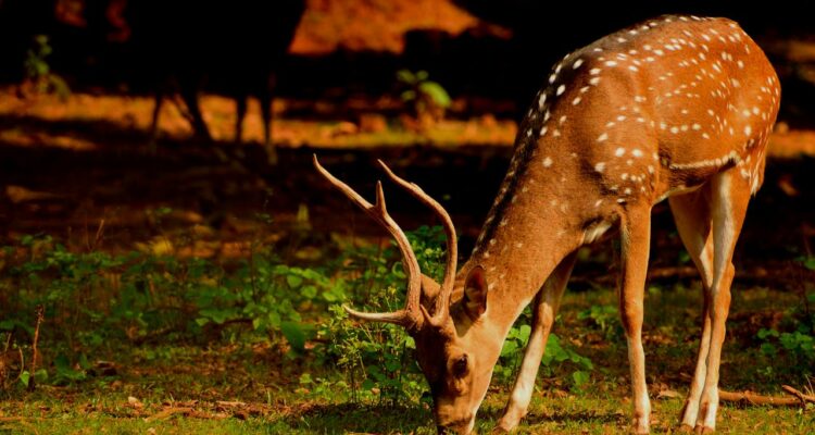Enfermedad del ciervo zombie