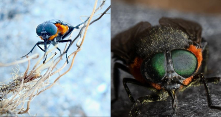 Picadura del ‘Coliguacho’