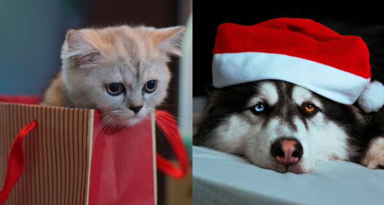 ¿Regalarás una mascota esta Navidad? Revisa aquí lo que debes considerar si es una de tus opciones
