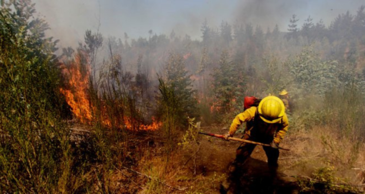 Declaran Alerta Roja por incendio forestal que amenaza a Reserva Nacional Alto Bío Bío en Lonquimay