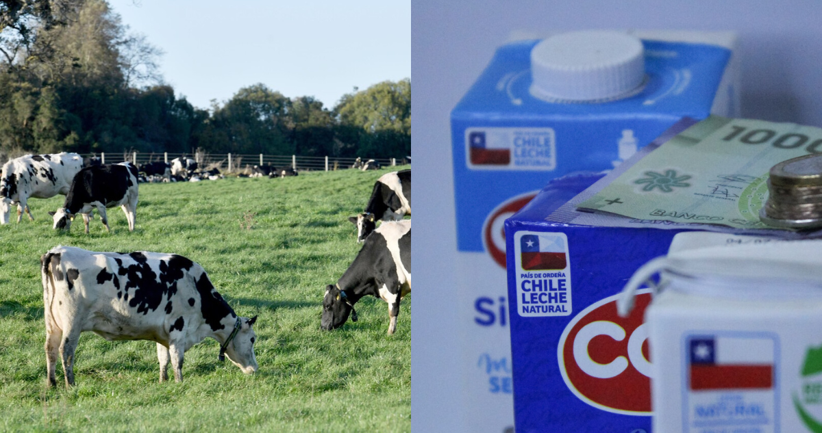 Informe del INE confirma caída en recepción de la leche: productores apuntan a efectos climáticos
