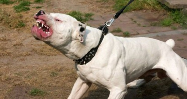 Funcionario PDI queda con heridas graves tras ataque de pitbull durante allanamiento en La Araucanía