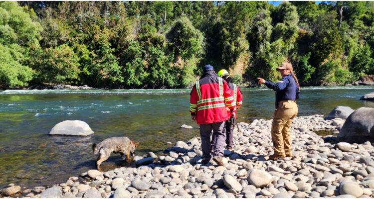 Continúa desesperada búsqueda de joven extraviado en río Cautín: se bañaba junto a sus amigos