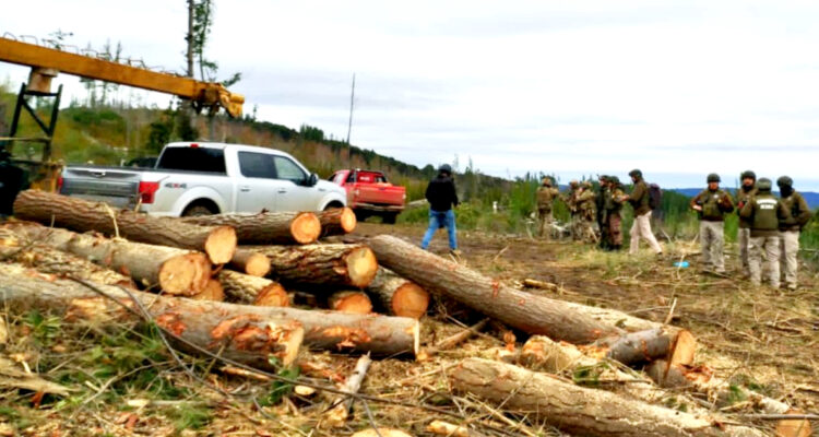Cuatro personas quedan detenidas por robo de madera en Curanilahue: uno portaba una pistola de fogueo