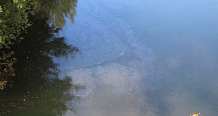 Red Ambiental Ciudadana de Osorno | Facebook