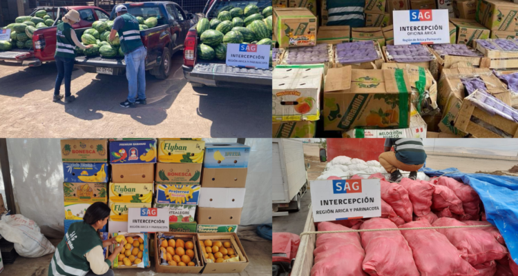 SAG en alerta por vegetales que ingresan ilegalmente a Chile con residuos de plaguicidas prohibidos