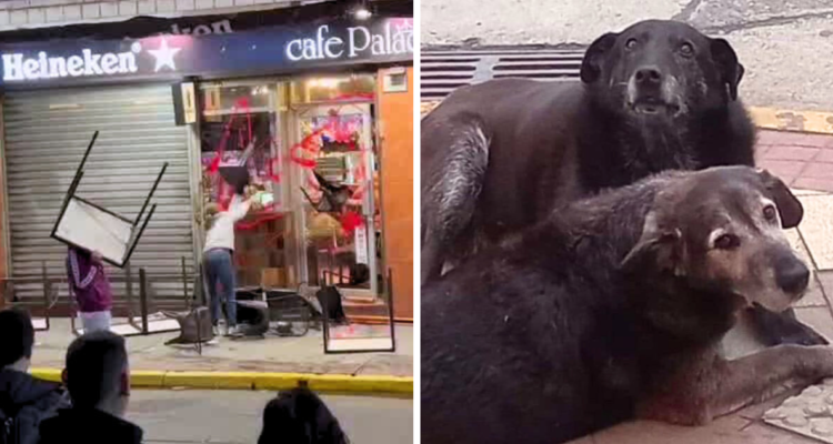 Cuestionan falta de detenidos por muerte de dos perros y ataque a Café Palace en Valdivia