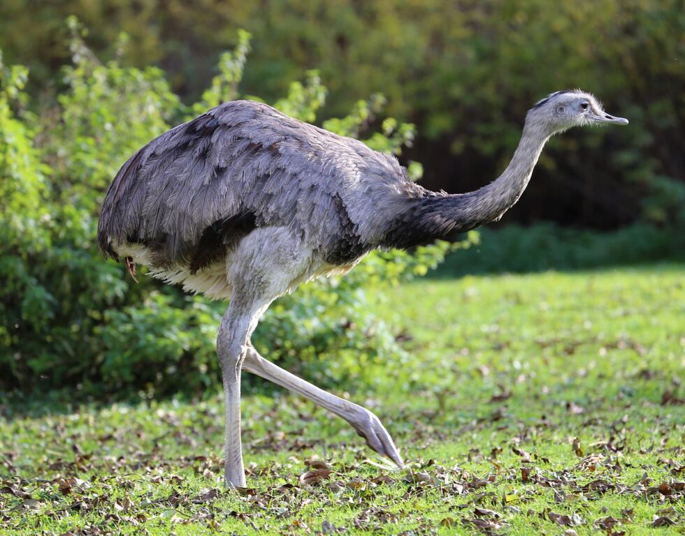 La guerra del Emú: el día que Australia le declaró la guerra a un grupo de aves y perdió