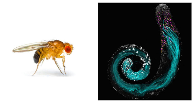 ¿Has visto de cerca el esperma de una mosca?: Así son los espermatozoides más grandes del reino animal