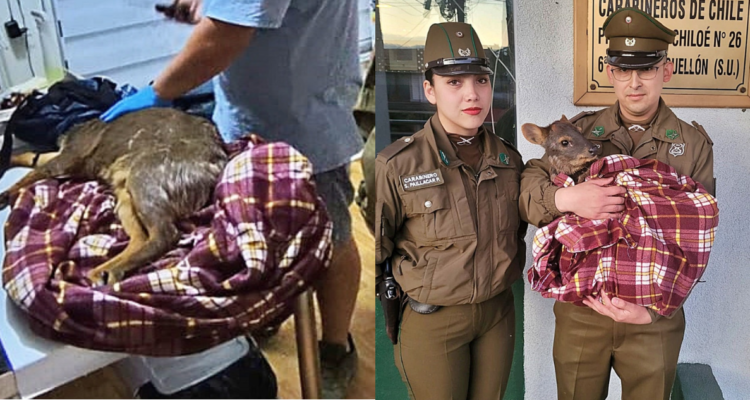 Pudú es atropellada por vehículo en carretera de Quellón: fue auxiliada por conductor