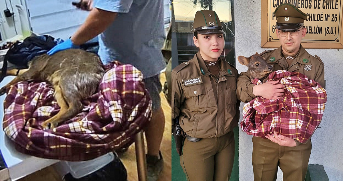 Pudú es atropellada por vehículo en carretera de Quellón: fue auxiliada por conductor