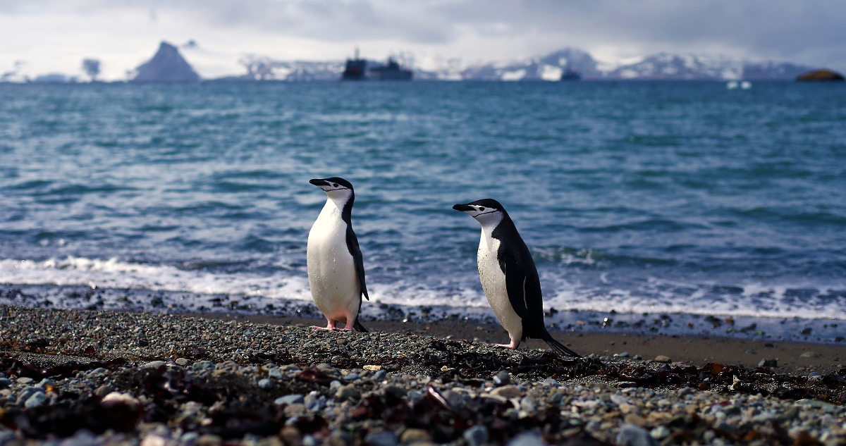 aporte de privados antártica