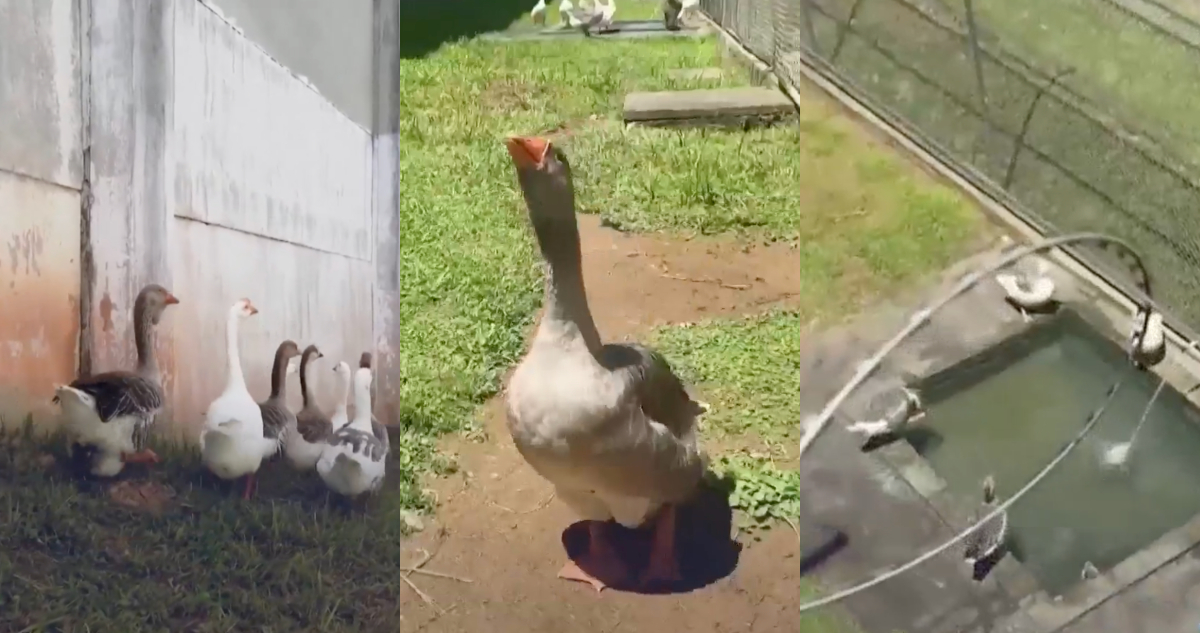 Cárcel en Brasil utiliza gansos como guardianes: graznan para alertar posibles fugas de reclusos