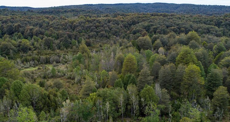 Gobierno destaca rol de la industria forestal en el desarrollo sostenible