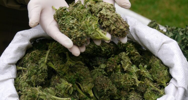 Arsenal e invernadero con 900 plantas de marihuana: lo que se dejó allanamiento a domicilio de Canela