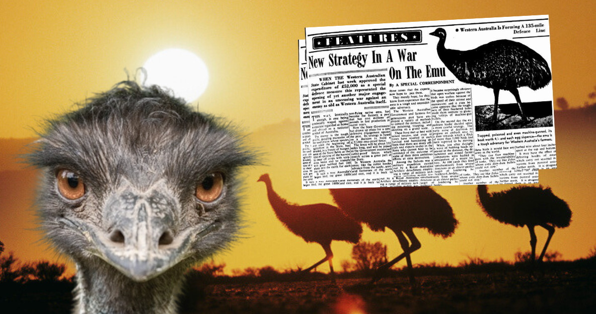 La guerra del Emú el día que Australia le declaró la guerra a un grupo de aves y perdió