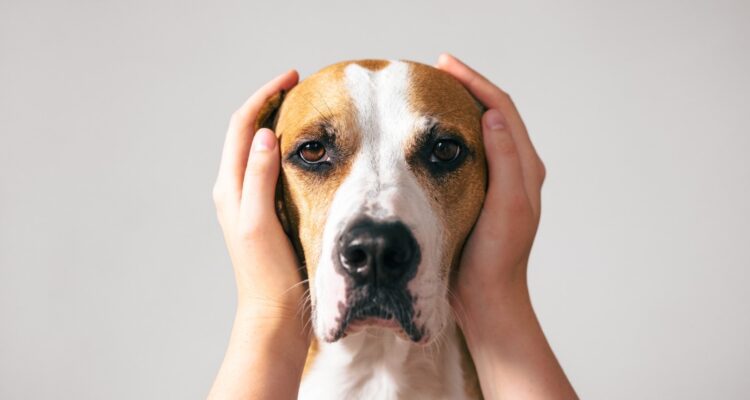 perro